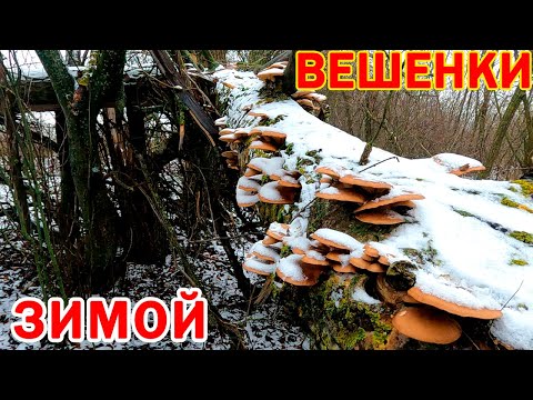 Фантастика! 1,5 ведра ВЕШЕНОК за 30 мин. в конце ДЕКАБРЯ! Мороз - 9 град.! С топориком за ВЕШЕНКАМИ!