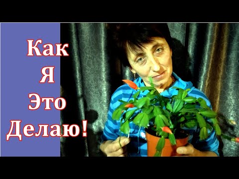 How to Prevent Flower Bud Drop on Christmas Cactus