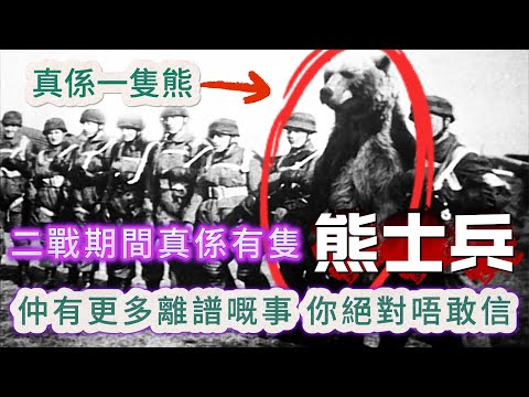 【大倌話你知】| 一隻參加過二戰嘅熊，仲識搬運彈藥；一個以身試毒20年嘅人，試到自己生出抗體；仲有將白宮改成動物園的人！仲有好多離譜嘅事，講你聽都唔信！#未解之謎 #探秘 #獵奇 #科普