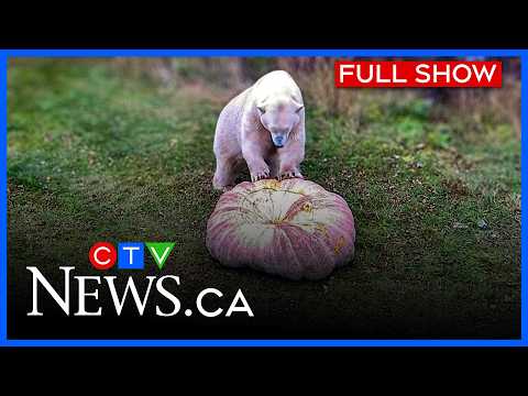 Cochrane polar bears get giant pumpkin treat | CTV News Northern Ontario at Five for Nov. 3, 2025