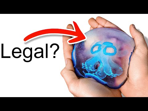 I Got a Pet Jellyfish... (yes, really)