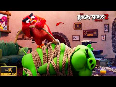 Funny Pig & Red Scene | Angry Birds 2 Movie Best Moments (2019)