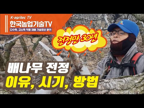 [한국농업기술TV 배농사] 30년 경력의 배농사 고수가 말하는 배나무 전정하는 시기, 배나무 전정하는이유, 배나무 전정하는 방법, 배농사의 모든젓을 말한다.