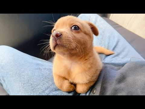 You Will Die Laughing At These FUNNY PUPPIES 🤣 Funny Animals Video
