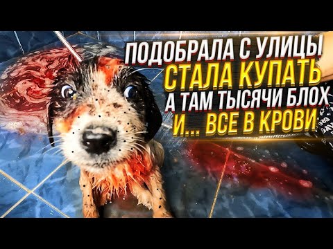ШОК😱 я не ожидала от подобранного щенка ТАКОГО УЖАСА при купании🥺