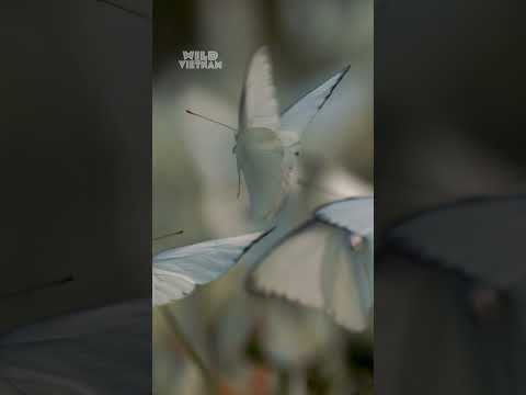 Vietnam attracts over 500 butterfly species each spring 🦋 #WildVietnam