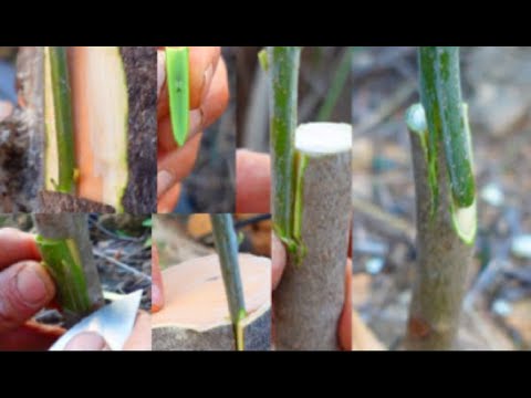 6 ways to graft olive trees