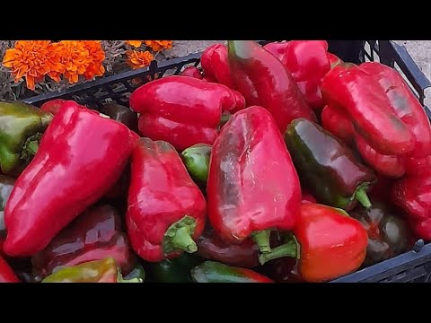 ЛЕГКИЙ СПОСОБ ПОСЕВА ПЕРЦА БЕЗ ПИКИРОВКИ быстрые всходы и крепкая рассада перца