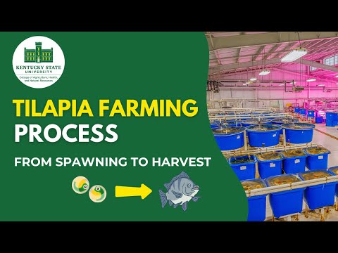 Tilapia Farming Process - From Spawning to Harvest