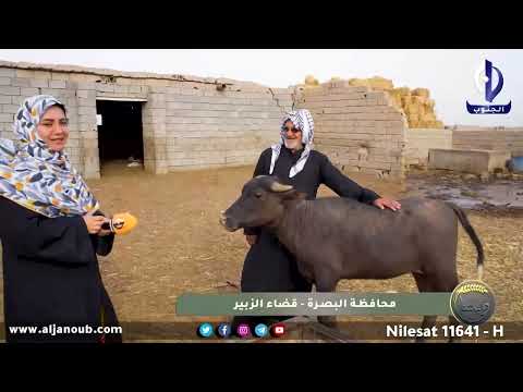 ديرتنا || محافظة البصرة - قضاء الزبير