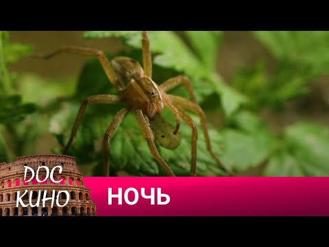 🎭НОЧЬ🌎 ДОКУМЕНТАЛЬНОЕ КИНО 🎆 2023