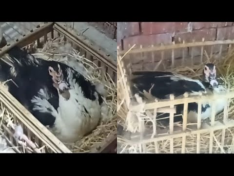 في الفيديو جواب علي كل الاسئله اللي تخص البط والرقد