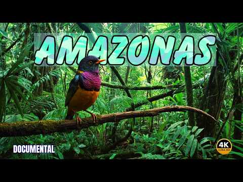 AMAZONAS: Aves HERMOSAS y LEGENDARIAS | DOCUMENTAL Completo