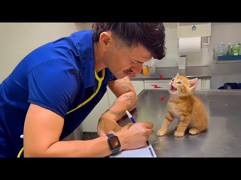 Cute Cats Who Totally Distract Vets During Checkups 🤣 Funniest Cat Reactions!