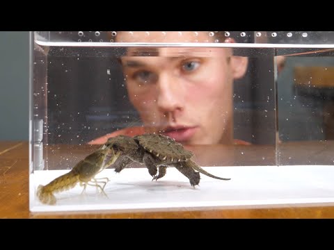 Baby Snapping Turtle vs Crayfish
