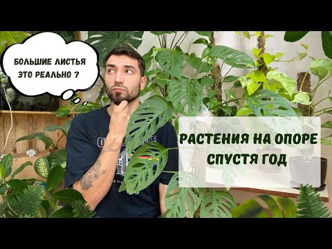 Комнатные растения на опоре спустя год. Опора из мха. Мой опыт