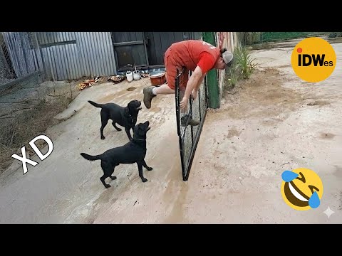 SI TE RÍES PIERDES NIVEL DIOS #375 🤣 VIDEOS DE RISA MUY GRACIOSOS 2025😆