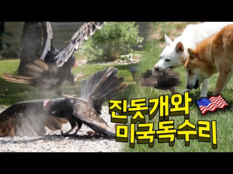 The crazy behavior of American eagles after seeing Jindo dogs hunting raccoons.