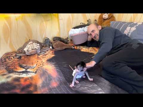 СМЕЕМСЯ ДО УПАДА! Степашка шагает по дивану походкой от бедра)))