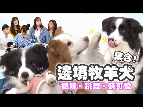 萌爆！大中小邊境牧羊犬集合 會跳舞會把妹是吃聰明長大嗎？｜萌萌懂懂 EP10｜游星淵 陳思綾 feat.   @rabbitwolf  @JunPluto