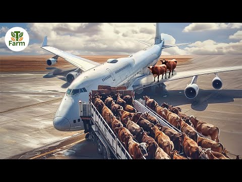 How Israel and Iran Farmers Raise and Transport Millions of Giant Cows | Agricultural Documentary