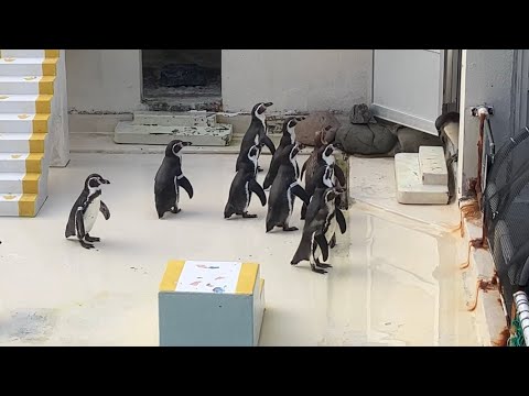 【おたる水族館】飼育員の言うことを聞かないペンギンショーが面白すぎた penguin show where they didn't listen to the keeper was too funny