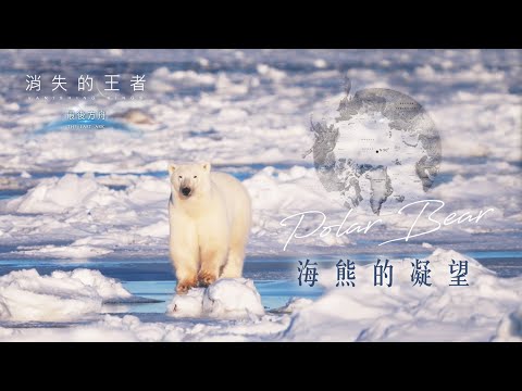 《消失的王者：最後方舟》_海熊的凝望_4K SDR_全球暖化悲歌，北極熊本世紀中恐滅絕..｜《聚焦全世界》第55期｜Vanishing Kings : The Last Ark #1 ｜舒夢蘭