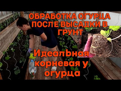 Огуречная теплица заселена. Важный шаг в начале огуречного пути. Чем и зачем я делаю  эту обработку?