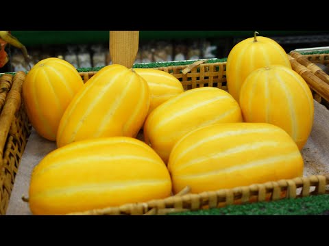 Here comes Korean melon (Chamoe)!  #shorts