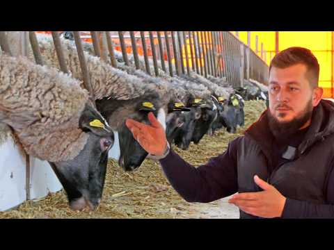 Ovaj ovčarnik izgleda kao hotel za ovce, ovo se rijetko viđa