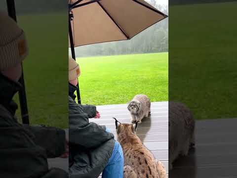 Pallas’s Cat vs Garden Hose