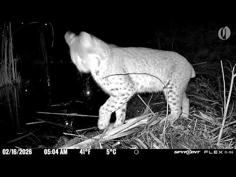 Back again: suburban Beaverton bobcat uses a beaver dam as a bridge