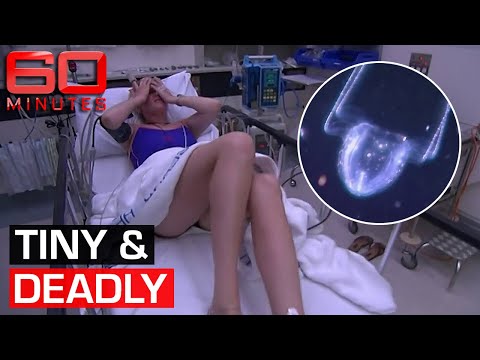 The Irukandji jellyfish: Hunting one of the most dangerous creatures on Earth | 60 Minutes Australia