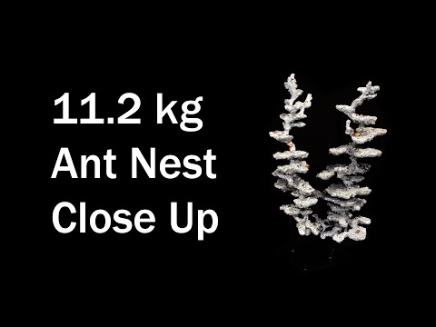 Detailed look at 11.2 kg (24.7 lb) Aluminum Casting of a Jumping Jack Bull Ant Nest - M nigrocinta