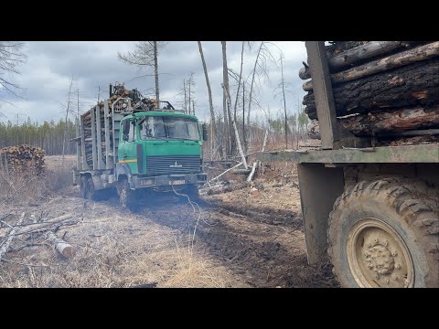 Вытаскиваем МАЗ 6х6.Пригнал КАМАЗ 4310! Старый конь борозды не портит