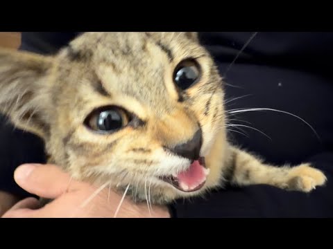 A child saved kittens/Now they support Zlatka the puppy.