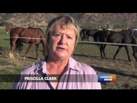 Racing for their Lives: An In-Depth Look at Doping in the U.S. Horse Racing Industry