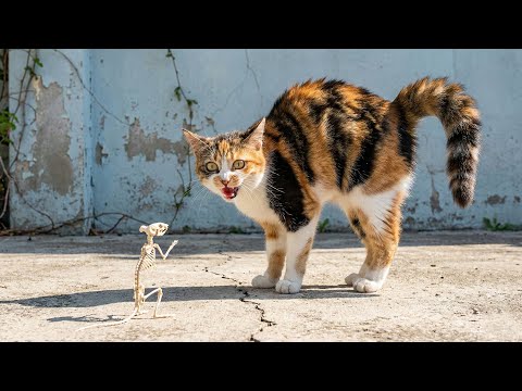 101 Hilarious Reactions From Cats And Animals You Have To See To Believe 😹🐾