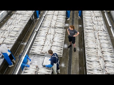 Inside the Largest Cod Processing Facility – 500,000 Pounds of Salted Cod