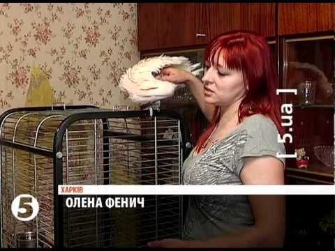 A Kharkiv resident collected about 50 parrots in his apartment