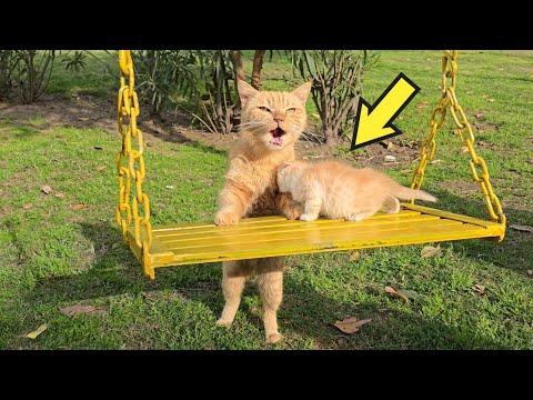 Every Day She Swings Her Kittens - In Memory of the Owner Who's Gone Forever