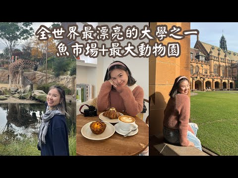 〈悉尼 Vlog3〉全球最美麗的大學之一+悉尼魚市場+最大動物園