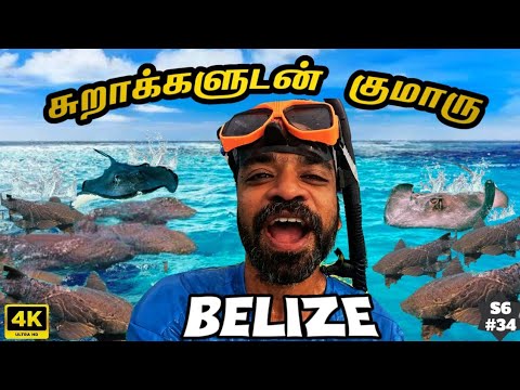 🤿Underwater FUN with Sharks & Stingrays👍 | Belize EP5