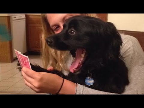 FUNNIEST Animal, Dog and Cat Videos That'll TEACH YOU WHAT A GOOD LAUGH IS! 😸🐶
