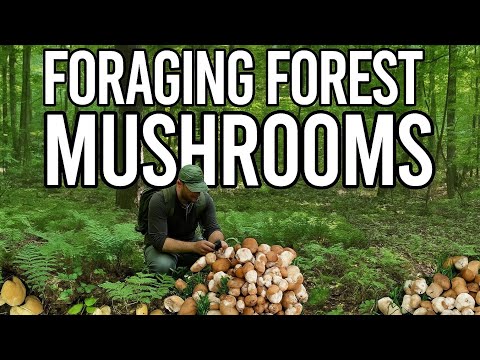 Сьогодні Завітав до Молодого Лісу а ТуТ!!! Повно різних грибів