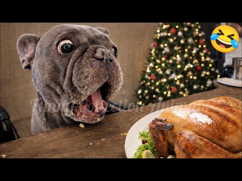 Cats 🐱 & Dogs 🐶 Fails #15 | Funniest Compilation 2025