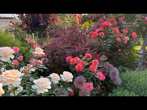 Beginning of rose bloom 2025. Walk.