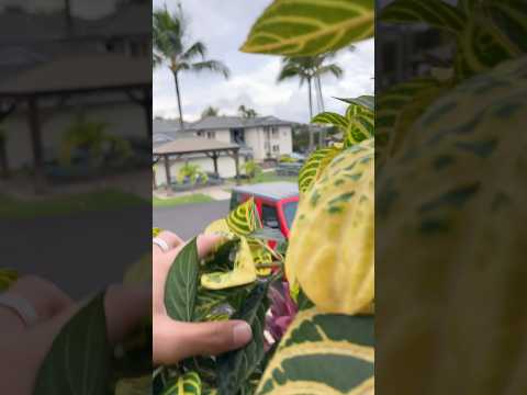 I saw cannibals ￼in Hawaii!!!