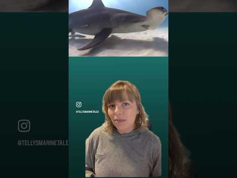 #hammerheadsharks have been found to hold their breath - why? #oceandiscovery #marinebiology #ocean