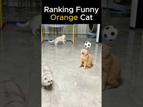 Funny Animals Videos 😂 - Funniest Cats and Dogs 😸🐶